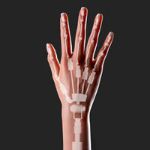 Articulated Hand Skeleton